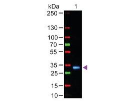Anti-Human IgG (Fc specific), F(ab')2 fragment, highly cross adsorbed-Fluorescein antibody produced in goatIgG fraction of antiserum, lyophilized powder