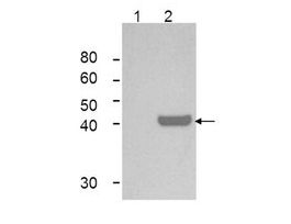 Monoclonal Anti-IDO1 antibody produced in mouseclone 10.1, purified immunoglobulin
