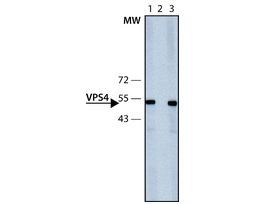 Anti-VPS4 antibody produced in rabbit~1.0 mg/mL, affinity isolated antibody, buffered aqueous solution
