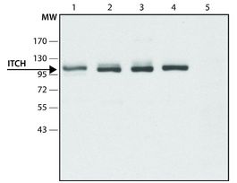 Anti-ITCH antibody produced in rabbit~1.5 mg/mL, affinity isolated antibody, buffered aqueous solution