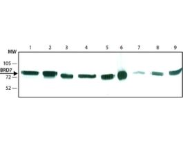 Monoclonal Anti-BRD7 antibody produced in rat~1.0 mg/mL, clone BRM 2D3, purified immunoglobulin, buffered aqueous solution