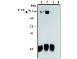 Anti-Dicer antibody produced in rabbit~1.0 mg/mL, affinity isolated antibody