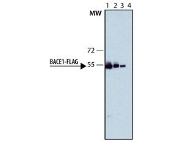 Monoclonal Anti-FLAG-Peroxidase antibody produced in rat2-4 mg/mL, clone 6F7, purified immunoglobulin