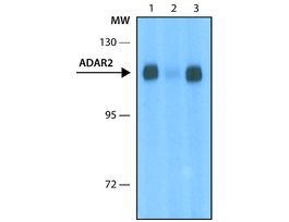 Monoclonal Anti-ADAR2 antibody produced in mouseclone ADAR2-15, IgG fraction of tissue culture supernatant