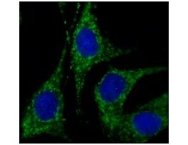 Anti-Rab18 (C-terminal) antibody produced in rabbit~1.0 mg/mL, affinity isolated antibody