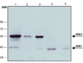 Monoclonal Anti-JNK antibody produced in mouse~1.0 mg/mL, clone 1C2, purified immunoglobulin