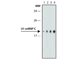 Monoclonal Anti-U1 snRNP C (U1C) antibody produced in rat~1.0 mg/mL, clone 4H12, purified immunoglobulin
