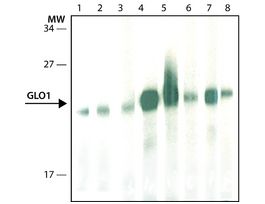 Monoclonal Anti-Glyoxalase I antibody produced in rat~1.0 mg/mL, clone Clone 6F10