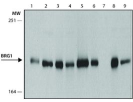 Monoclonal Anti-Brg1 antibody produced in rat~1.0 mg/mL, clone 5B7, purified immunoglobulin