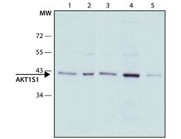 Monoclonal Anti-AKT1S1 antibody produced in mouse~1.0 mg/mL, clone AKT1S1-3, purified immunoglobulin