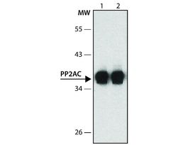 MonoclonalAnti-PP2A, C subunit antibody produced in mouse~1.0 mg/mL, clone 7A6, purified immunoglobulin