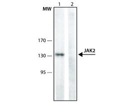 Monoclonal Anti-JAK2 antibody produced in mouse~1.0 mg/mL, clone 10.1.5, purified immunoglobulin
