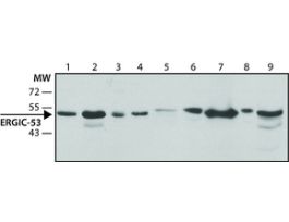 Monoclonal Anti-ERGIC-53 antibody produced in mouse~1.0 mg/mL, clone ERGIC-3, purified immunoglobulin