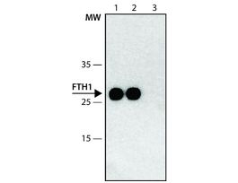 Monoclonal Anti-FTH1 antibody produced in mouse~1.0 mg/mL, clone FTH24, purified immunoglobulin
