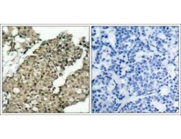 Anti-phospho-G3BP1 (pSer232) antibody produced in rabbitaffinity isolated antibody