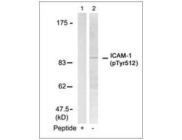 Anti-phospho-ICAM1 (pTyr512) antibody produced in rabbitaffinity isolated antibody