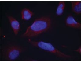 Anti-phospho-NOS3 (pSer1177) antibody produced in rabbitaffinity isolated antibody