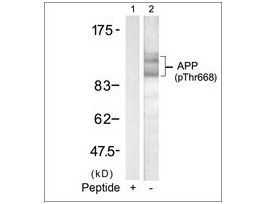 Anti-phospho-APP (p668) antibody produced in rabbitaffinity isolated antibody