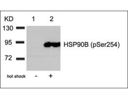 Anti-phospho-HSP90AB1 (pSer254) antibody produced in rabbitaffinity isolated antibody