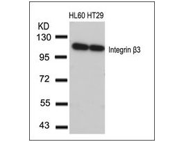 Anti-ITGB3 (Ab-773) antibody produced in rabbitaffinity isolated antibody