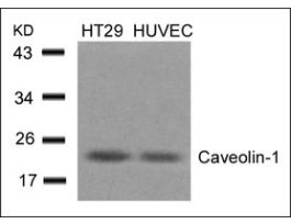 Anti-CAV1 (Ab-14) antibody produced in rabbitaffinity isolated antibody