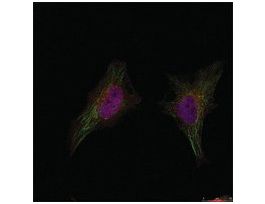Anti-BRCA1 (Ab-1524) antibody produced in rabbitaffinity isolated antibody