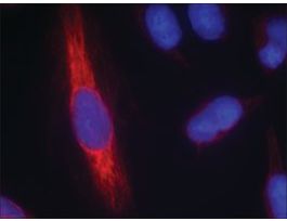 Anti-NOS1 (Ab-852) antibody produced in rabbitaffinity isolated antibody