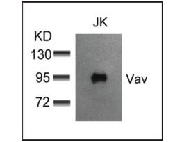 Anti-VAV1 (Ab-174) antibody produced in rabbitaffinity isolated antibody