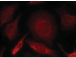 Anti-SMAD3 (Ab-208) antibody produced in rabbitaffinity isolated antibody