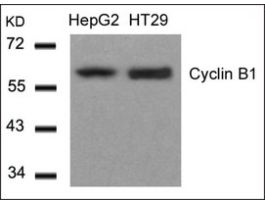 Anti-CCNB1 (Ab-147) antibody produced in rabbitaffinity isolated antibody