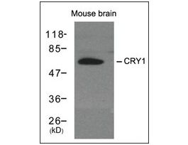 Anti-Cry1 antibody produced in rabbitaffinity isolated antibody