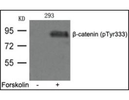 Anti-phospho-beta-catenin (pTyr333) antibody produced in rabbitaffinity isolated antibody