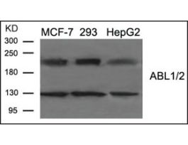 Anti-ABL1/2 (Ab-393/429) antibody produced in rabbitaffinity isolated antibody