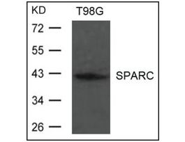 Anti-SPARC antibody produced in rabbitaffinity isolated antibody