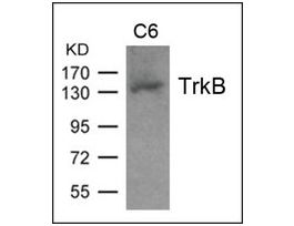 Anti-TrkB (Ab-705) antibody produced in rabbitaffinity isolated antibody