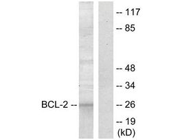Anti-BCL-2 antibody produced in rabbit~1 mg/mL, affinity isolated antibody, buffered aqueous solution
