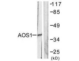 Anti-AOS1 antibody produced in rabbit~1 mg/mL, affinity isolated antibody, buffered aqueous solution