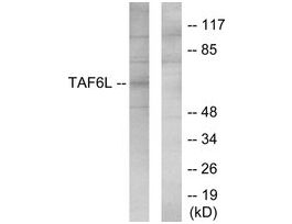 Anti-TAF6L, N-Terminal antibody produced in rabbit~1 mg/mL, affinity isolated antibody, buffered aqueous solution