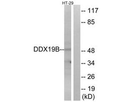 Anti-DDX19B, N-Terminal antibody produced in rabbit~1 mg/mL, affinity isolated antibody, buffered aqueous solution
