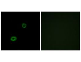 Anti-MRGX4, C-Terminal antibody produced in rabbit~1 mg/mL, affinity isolated antibody, buffered aqueous solution
