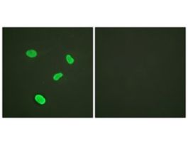Anti-Histone H4, N-Terminal antibody produced in rabbit~1 mg/mL, affinity isolated antibody, buffered aqueous solution