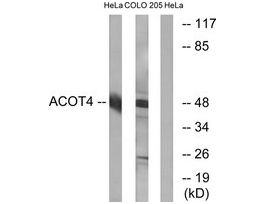 Anti-ACOT4, C-Terminal antibody produced in rabbit~1 mg/mL, affinity isolated antibody, buffered aqueous solution
