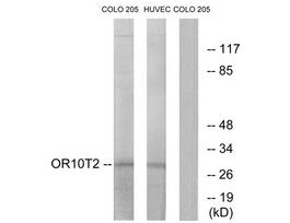 Anti-OR10T2, C-Terminal antibody produced in rabbit~1 mg/mL, affinity isolated antibody, buffered aqueous solution