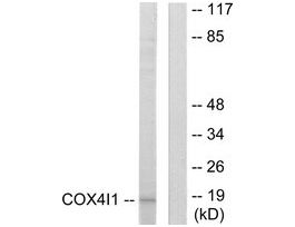 Anti-COX41, N-Terminal antibody produced in rabbit~1 mg/mL, affinity isolated antibody, buffered aqueous solution