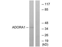 Anti-ADORA1, C-Terminal antibody produced in rabbit~1 mg/mL, affinity isolated antibody, buffered aqueous solution