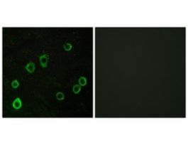 Anti-ADORA2A, C-Terminal antibody produced in rabbit~1 mg/mL, affinity isolated antibody, buffered aqueous solution