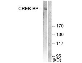 Anti-CREB-BP, C-Terminal antibody produced in rabbit~1 mg/mL, affinity isolated antibody, buffered aqueous solution