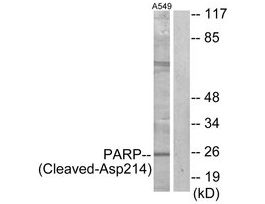 Anti-PARP (Cleaved-Asp214) antibody produced in rabbit~1 mg/mL, affinity isolated antibody, buffered aqueous solution
