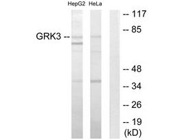 Anti-GRK3 antibody produced in rabbit~1 mg/mL, affinity isolated antibody, buffered aqueous solution