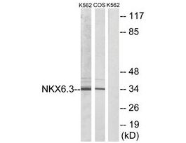 Anti-NKX6.3 antibody produced in rabbit~1 mg/mL, affinity isolated antibody, buffered aqueous solution